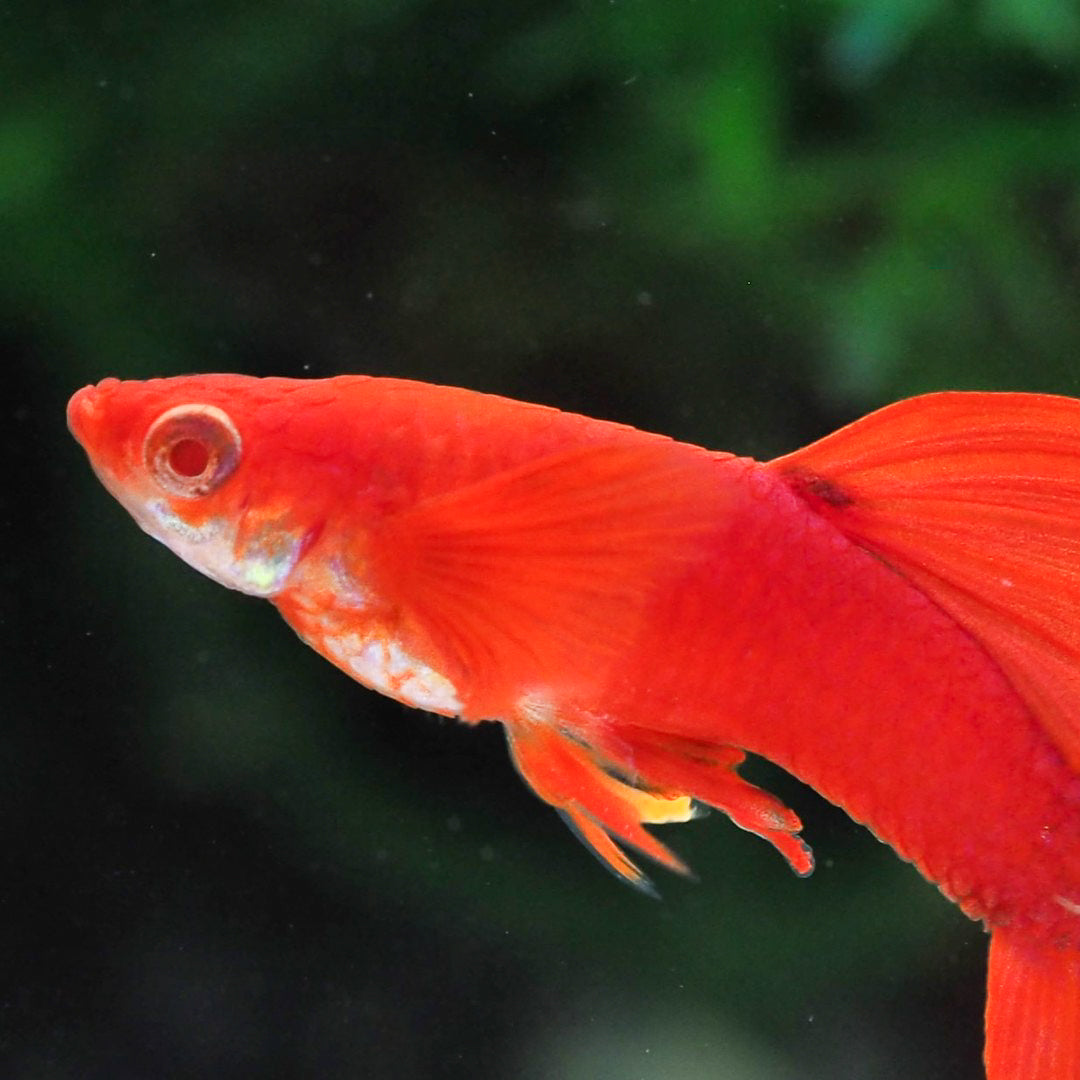 Albino Full Red Big Dorsal Guppy Fish