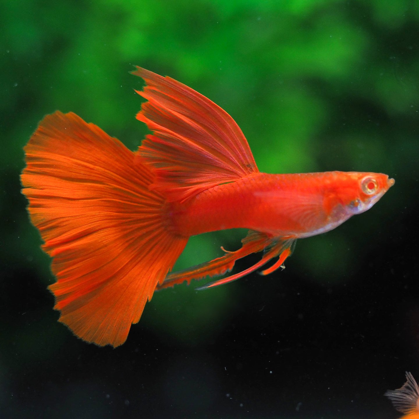 Albino Full Red Big Dorsal Guppy Fish