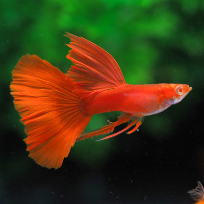 Albino Full Red Big Dorsal Guppy Fish