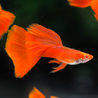Albino Full Red Big Dorsal Guppy Fish