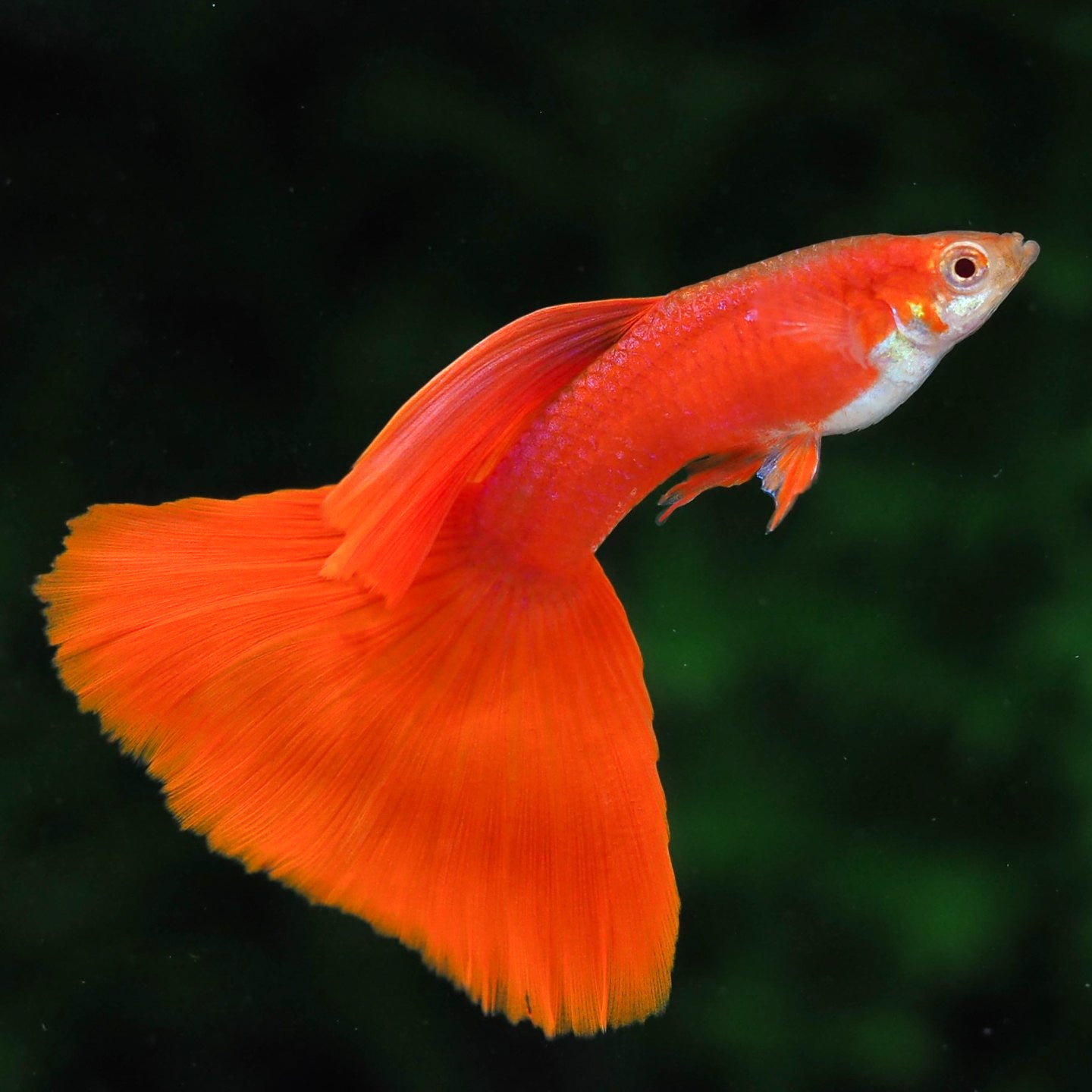 Albino Full Red Big Dorsal Guppy Fish