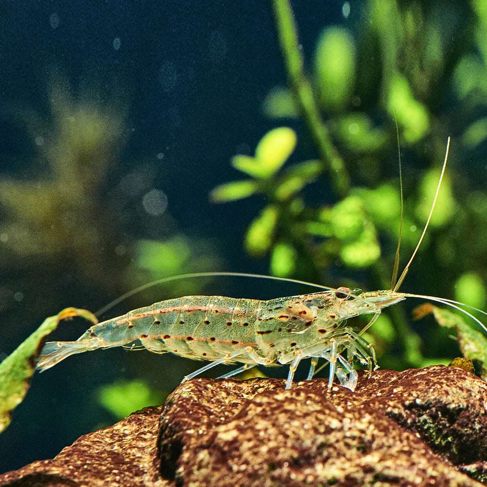 Amano Shrimp