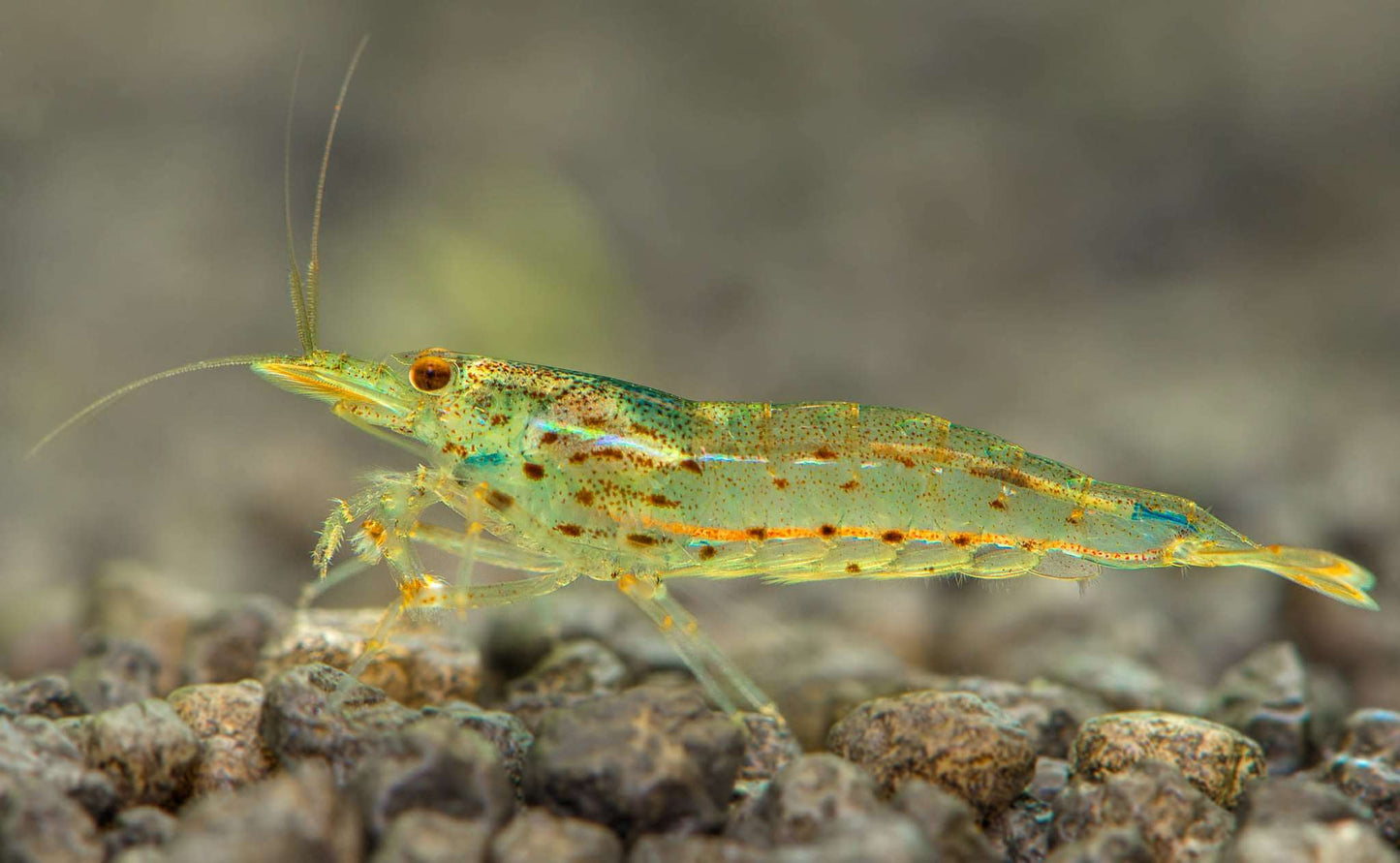 Amano Shrimp