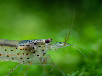 Amano Shrimp