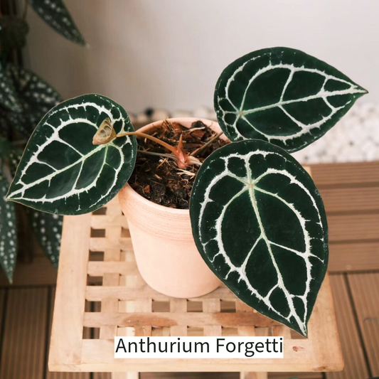 Anthurium Forgetti Tissue Culture Plant