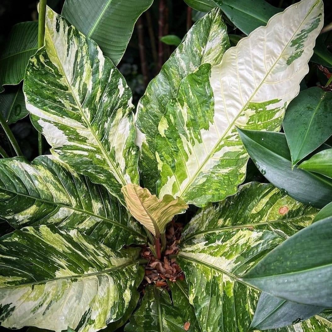 Anthurium Hookeri Variegated Tissue Culture Plant