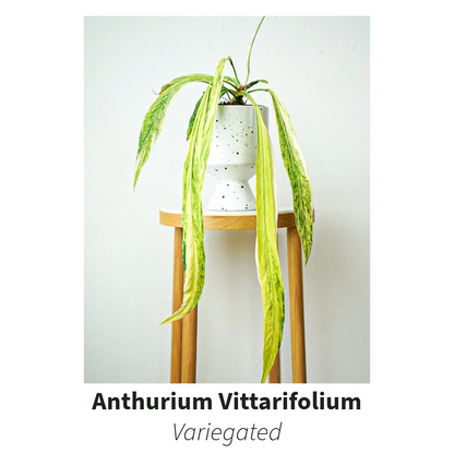 Anthurium Vittarifolium Variegated Tissue Culture Plant