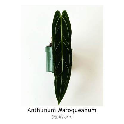 Anthurium Warocqueanum AKA "Queen" Dark Form Tissue Culture Plant