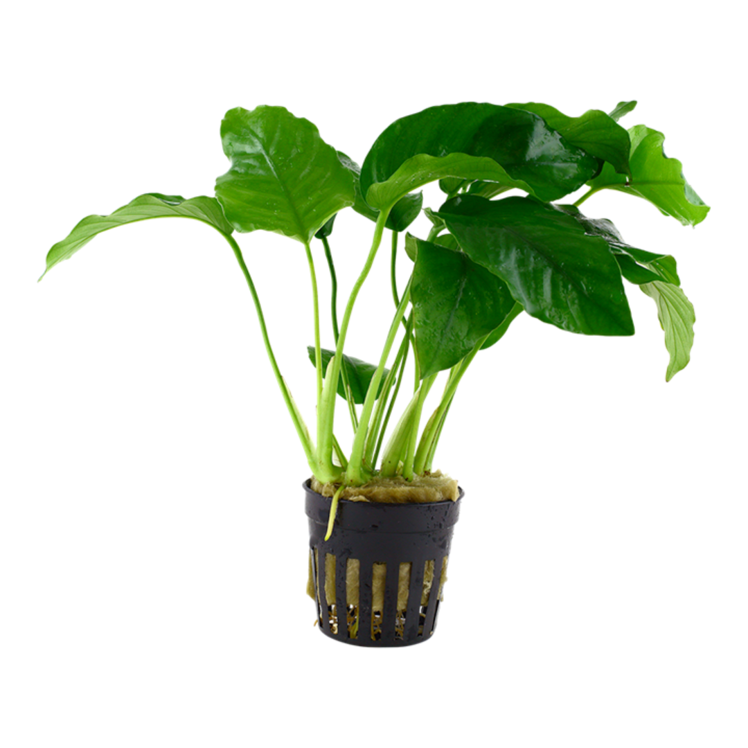 Anubias Barteri Aquatic Plant