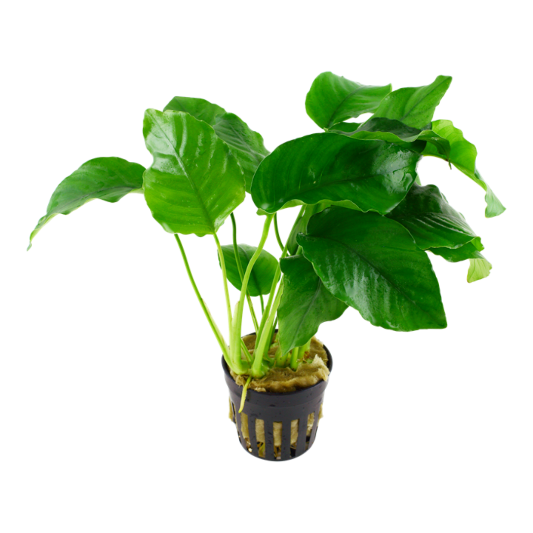 Anubias Barteri Aquatic Plant