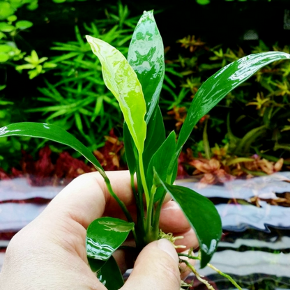 Anubias Congensis