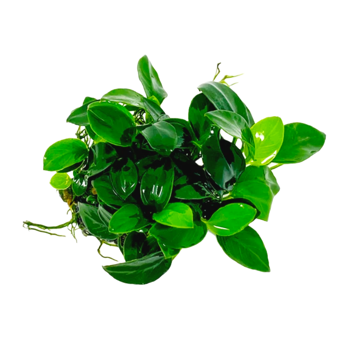 Anubias Nana Petite Aquatic Plant