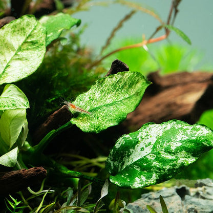 Anubias Nana Pinto