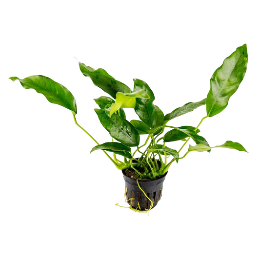 Anubias Short and Sharp Aquatic Plant