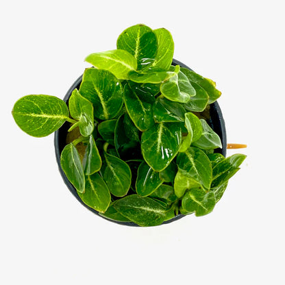 Anubias Stardust Mini Aquatic Plant