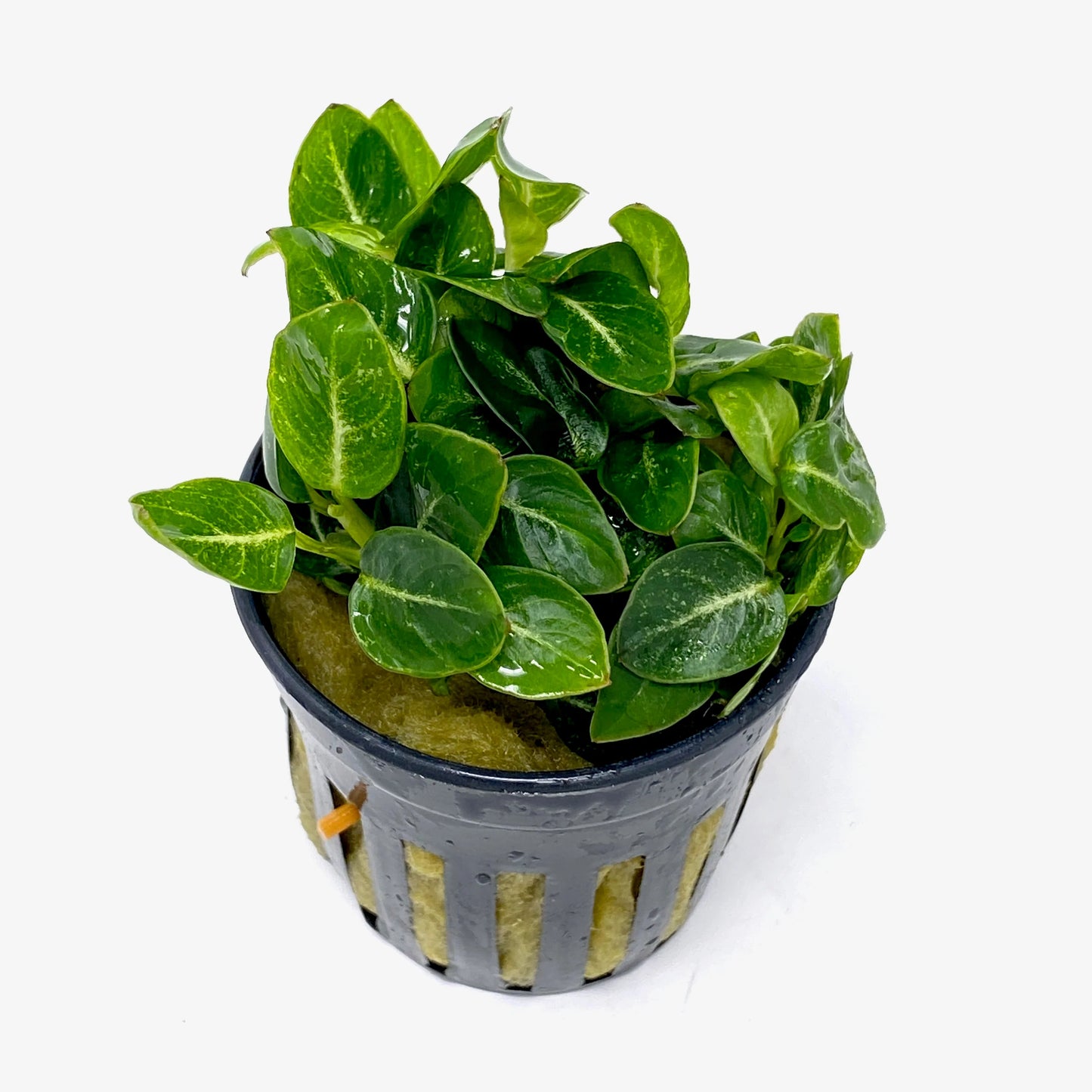 Anubias Stardust Mini Aquatic Plant