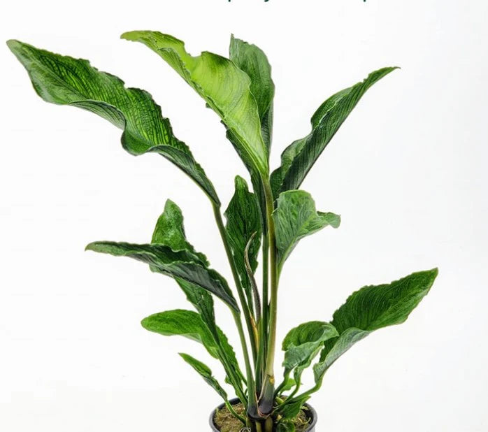 Anubias Heterophylla Supernova Aquatic Plant