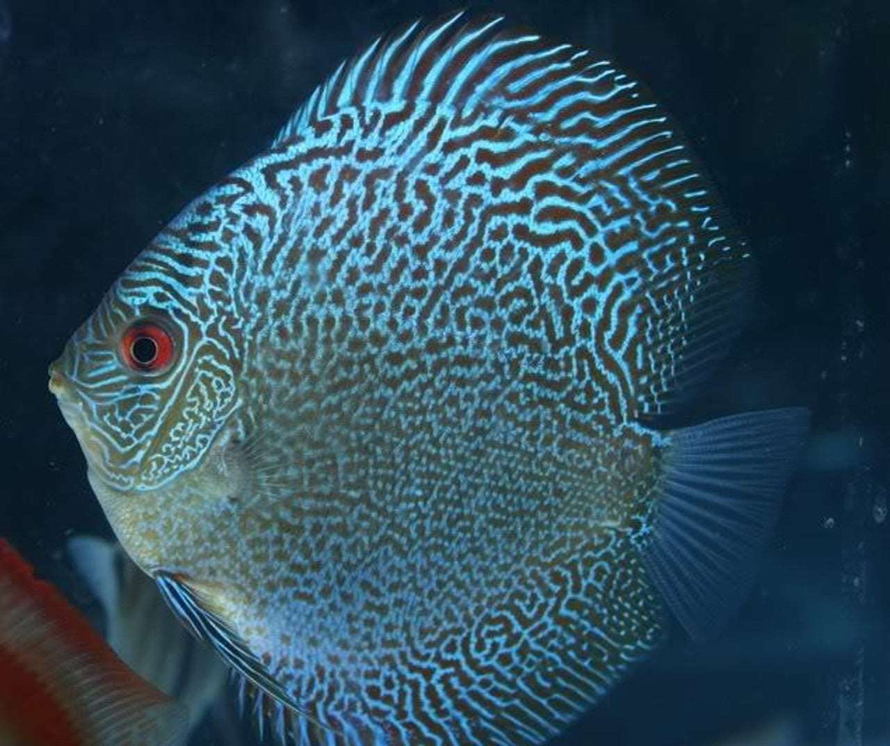 Blue Snakeskin Discus