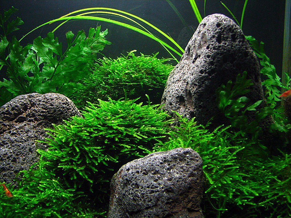 Aquatic Peacock Moss