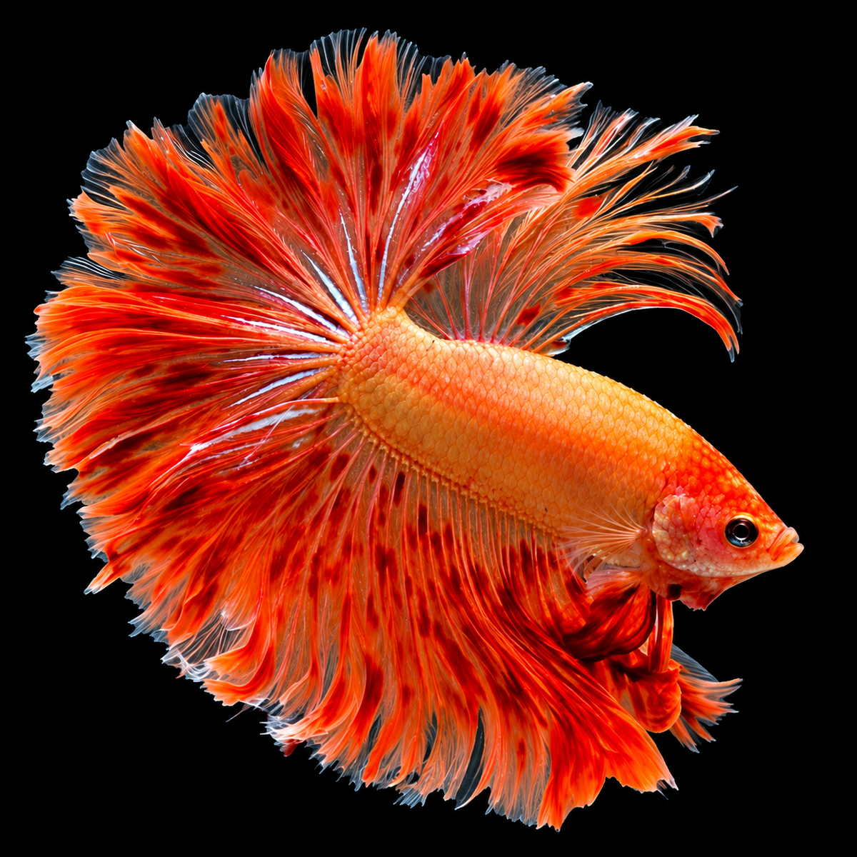 Armageddon Halfmoon Male Betta Fish featuring fiery red and golden-yellow coloration with elegant, flowing Halfmoon fins.