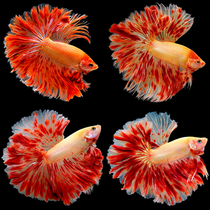 Armageddon Halfmoon Male Betta Fish featuring fiery red and golden-yellow coloration with elegant, flowing Halfmoon fins.