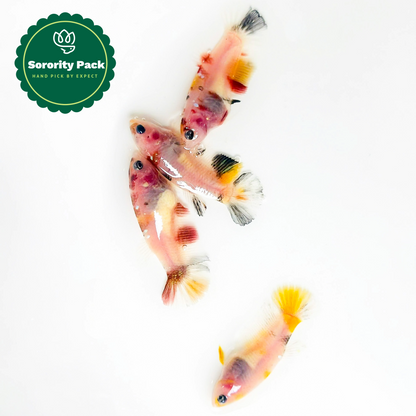 Baby Koi Nemo Sorority Betta Fish | Born & Raised Together | Growing Colors
