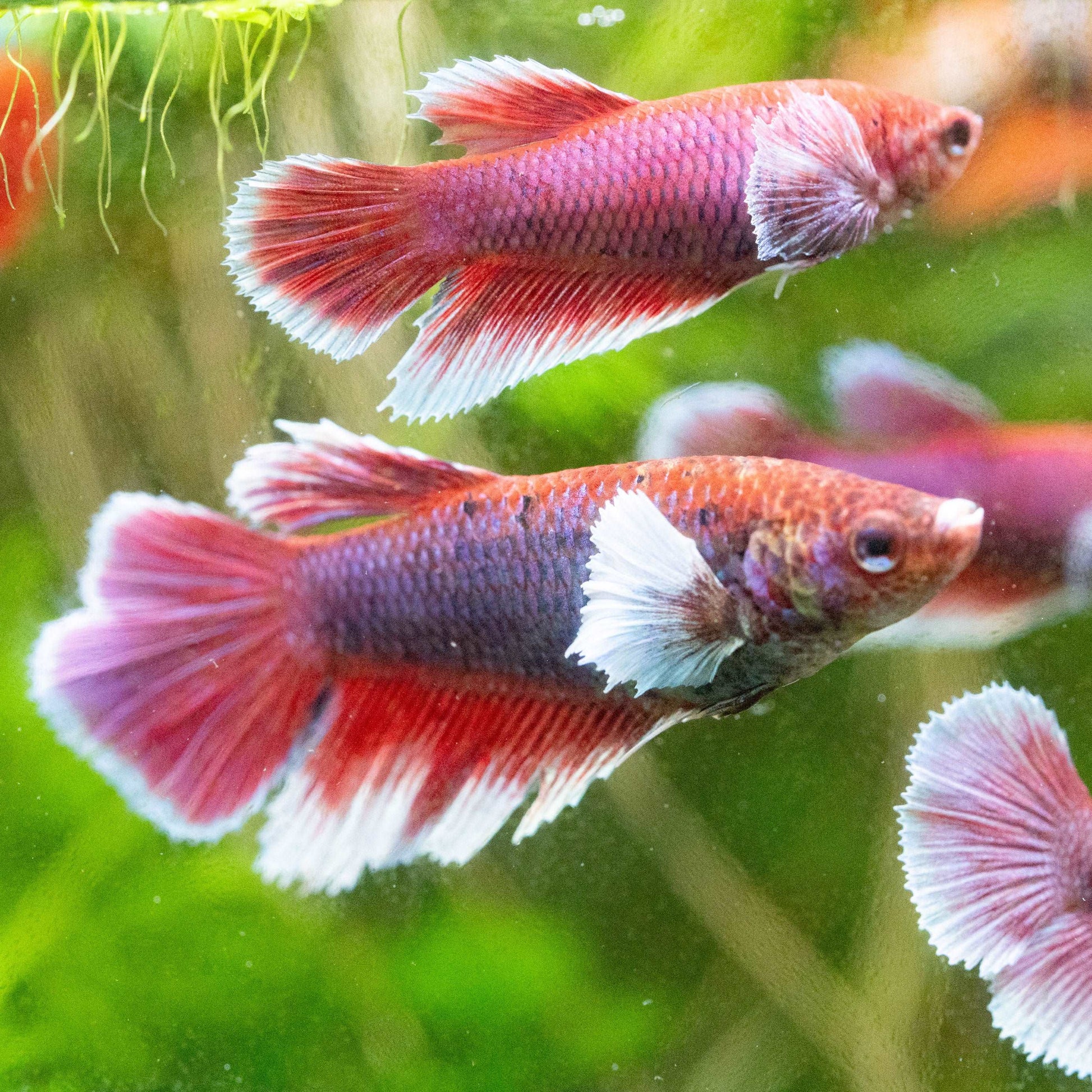 Dumbo Lavender Female Betta Fish