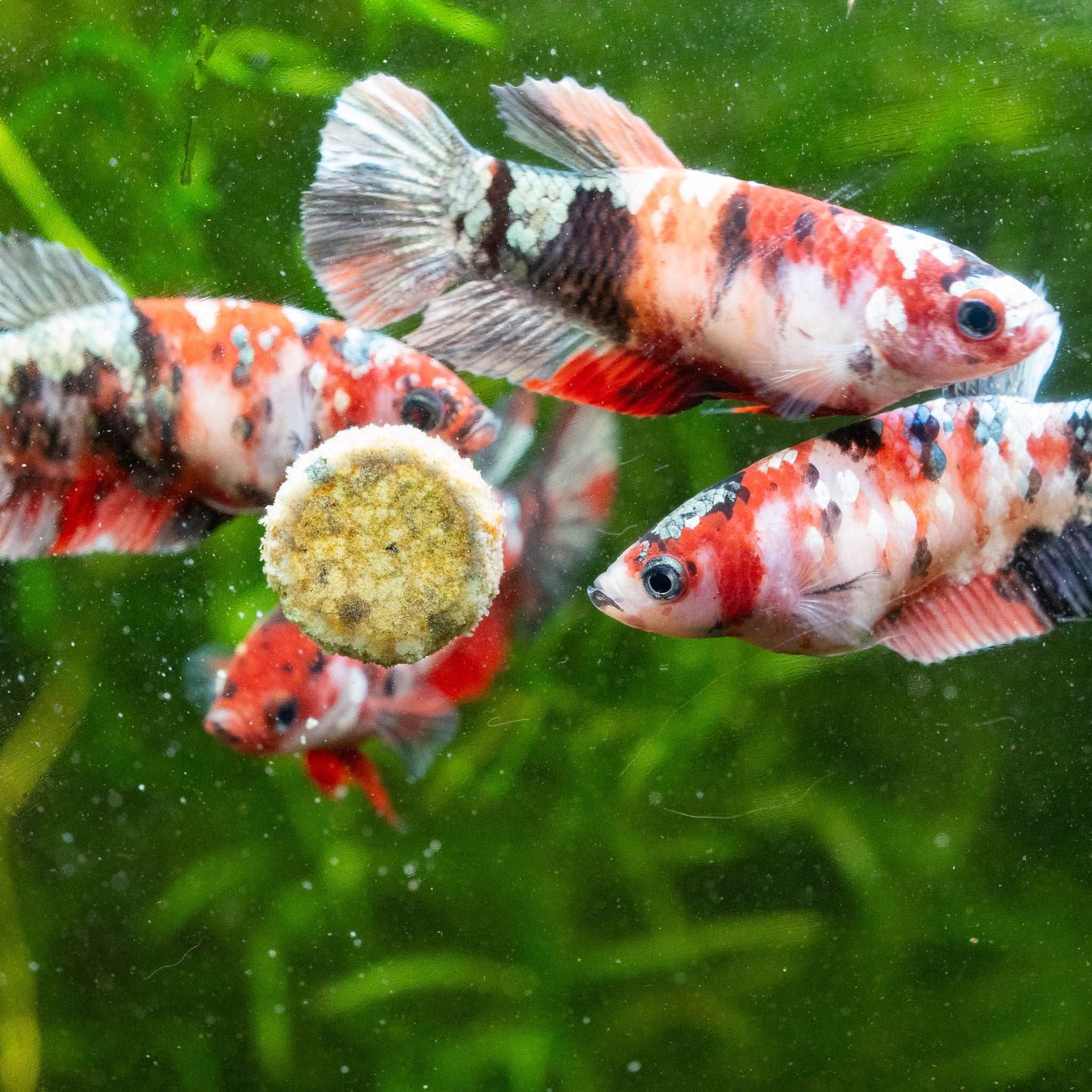 Koi Red Copper Female Betta Fish