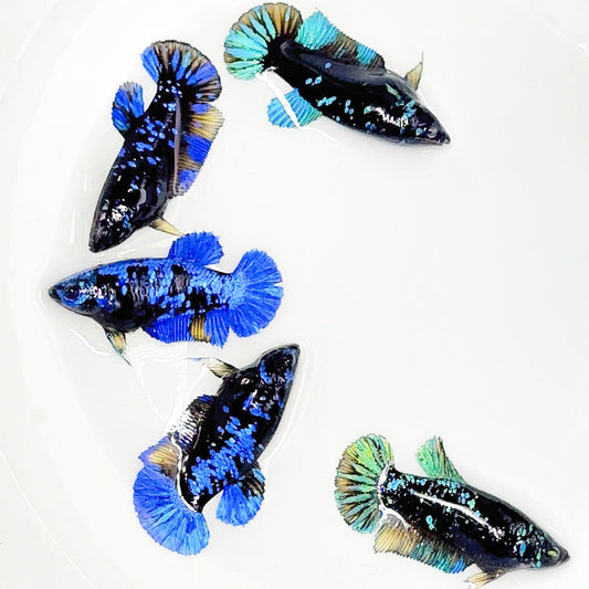 Mix Avarta Black Blue Galaxy, Black Green Galaxy Female Betta Fish