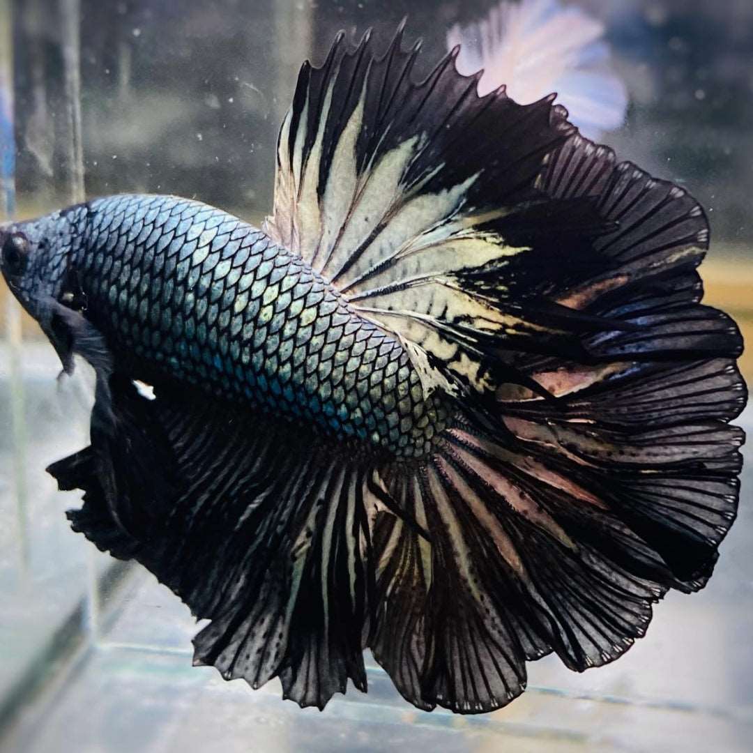 Black Copper Halfmoon Male Betta Fish