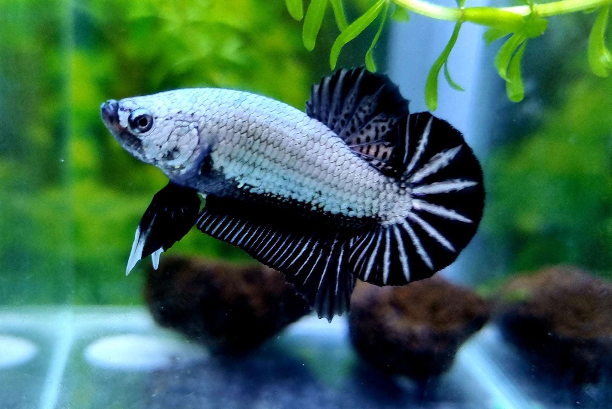 Black Dragon Plakat Male Betta Fish