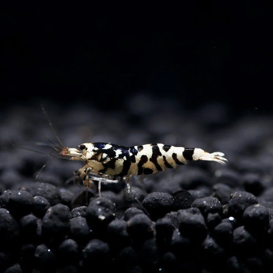 Black Fancy Tiger Caridina Shrimp