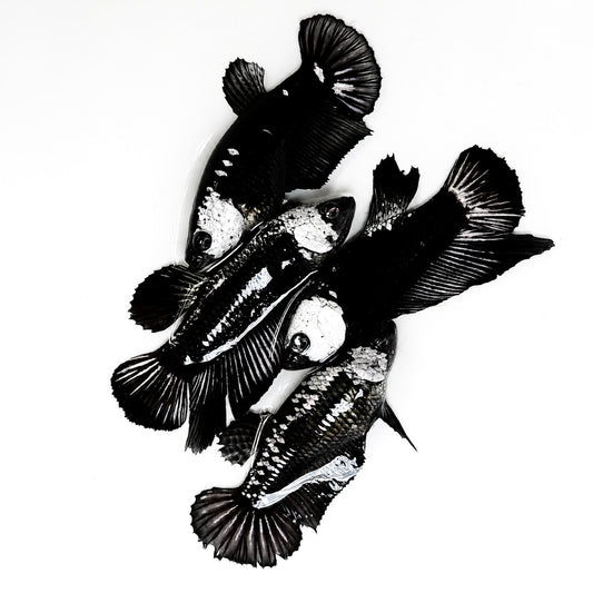 Black Mamba Plakat Female Betta Fish | Rare Betta Fish