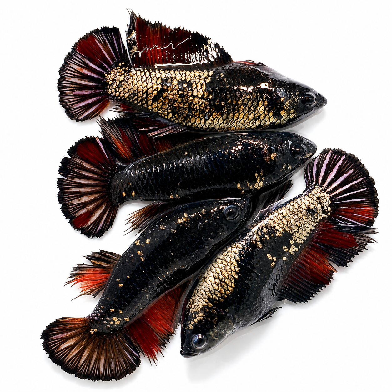 Black Nemo Plakat Female Betta Fish
