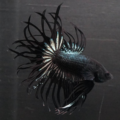 Black Orchid Crowntail Male Betta Fish with dark body and dramatic crown tail fins