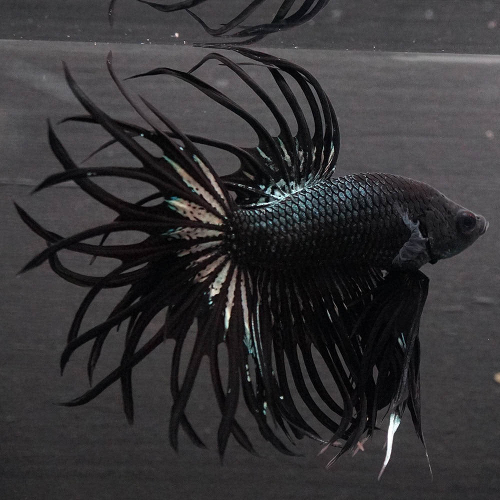 Black Orchid Crowntail Male Betta Fish with dark body and dramatic crown tail fins