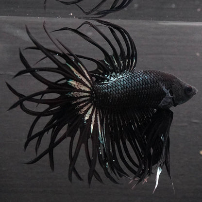Black Orchid Crowntail Male Betta Fish with dark body and dramatic crown tail fins