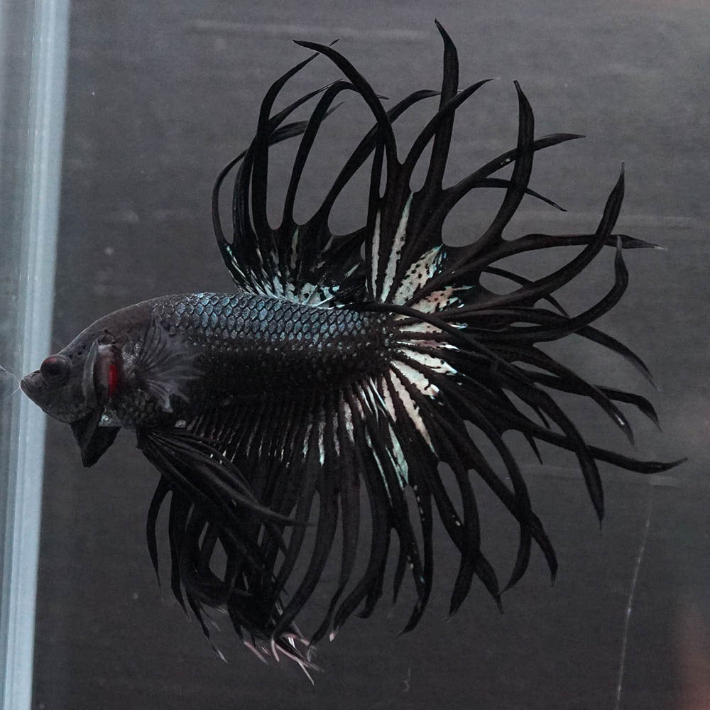 Black Orchid Crowntail Male Betta Fish with dark body and dramatic crown tail fins