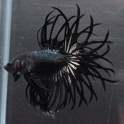 Black Orchid Crowntail Male Betta Fish with dark body and dramatic crown tail fins