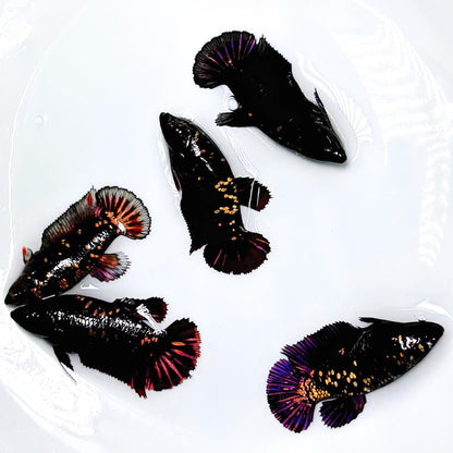 Black Panther Gold Plakat Female Betta Fish | Exotic Fish