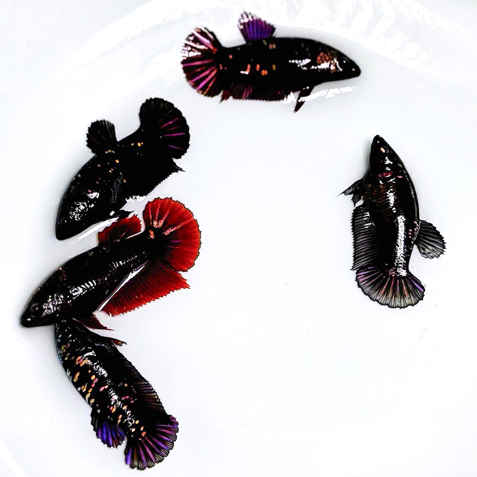 Black Panther Gold Plakat Female Betta Fish | Exotic Fish