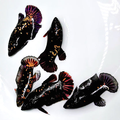 Black Panther Gold Plakat Female Betta Fish | Exotic Fish