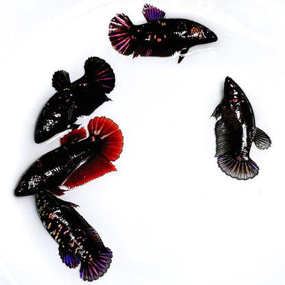 Black Panther Gold Plakat Female Betta Fish | Exotic Fish