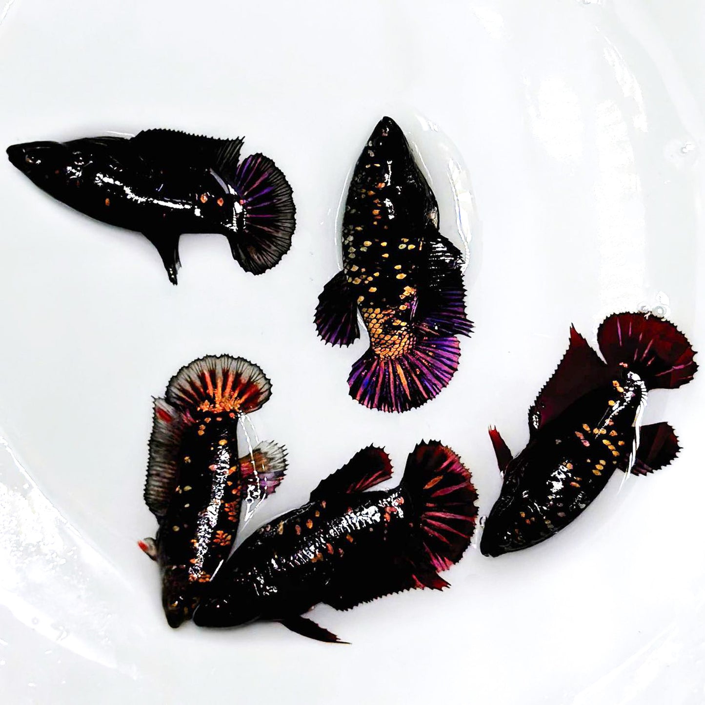 Black Panther Gold Plakat Female Betta Fish | Exotic Fish