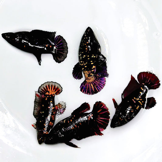 Black Panther Gold Plakat Female Betta Fish | Exotic Fish