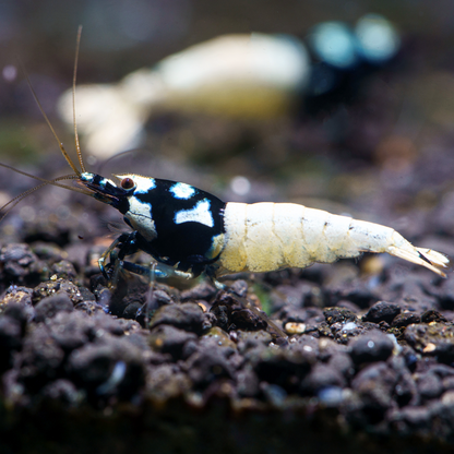 Black Pinto Caridina Shrimp