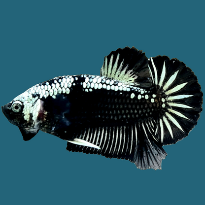 Black Samurai Plakat Male Betta Fish | Mystery Betta