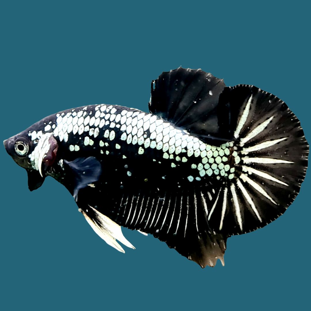 Black Samurai Plakat Male Betta Fish | Mystery Betta