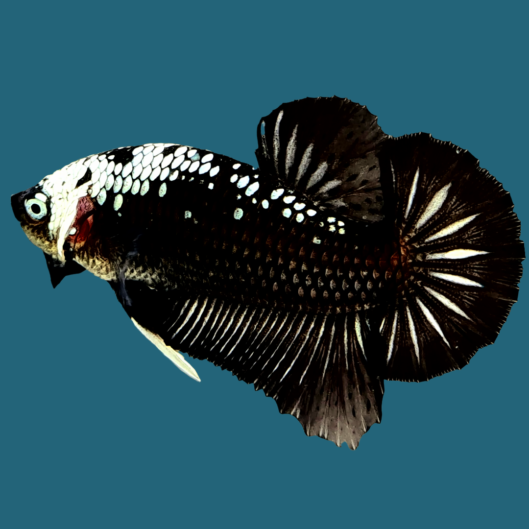 Black Samurai Plakat Male Betta Fish | Mystery Betta