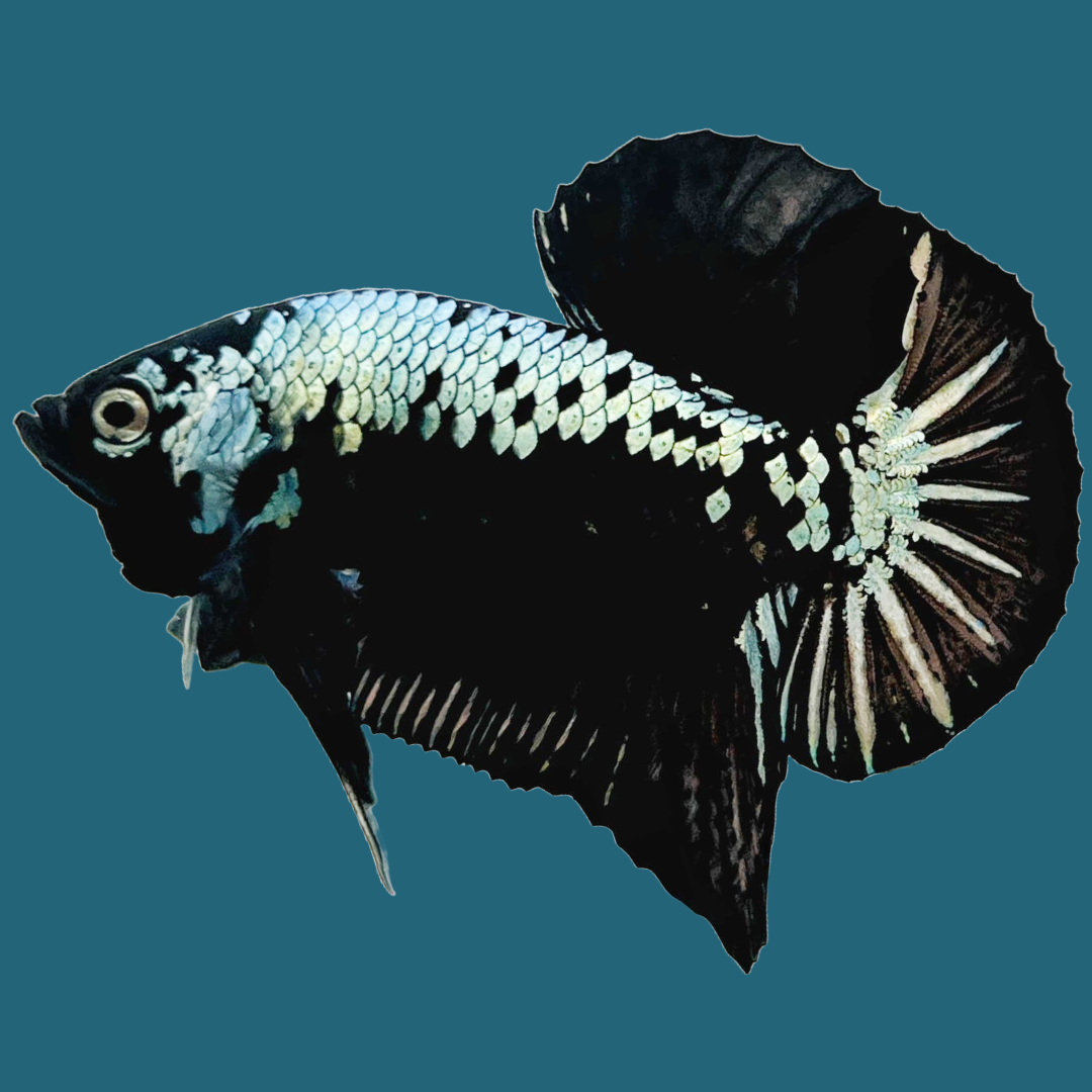 Black Samurai Plakat Male Betta Fish | Mystery Betta